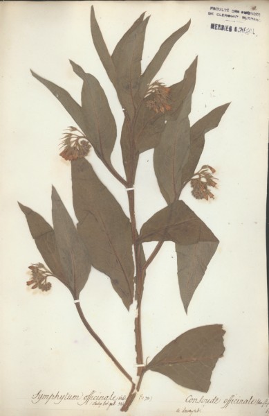 Symphytum officinale