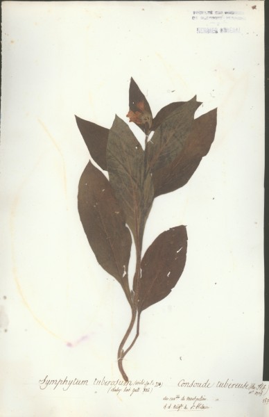 Symphytum tuberosum