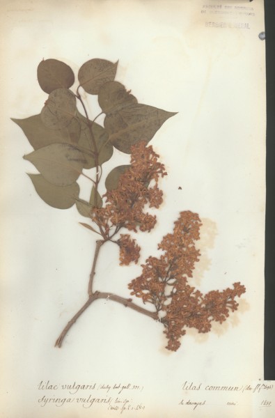 Syringia vulgaris CLF059616