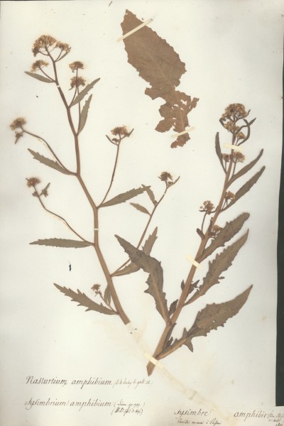 Sysimbrium amphibium CLF013117