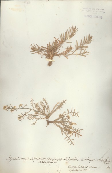 Sysimbrium asperum CLF013123