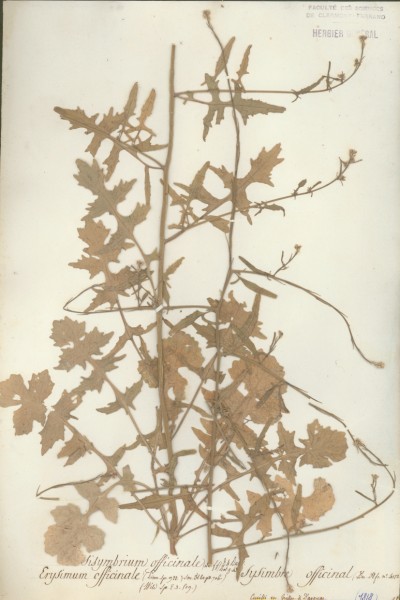 Sysimbrium officinale CLF014213