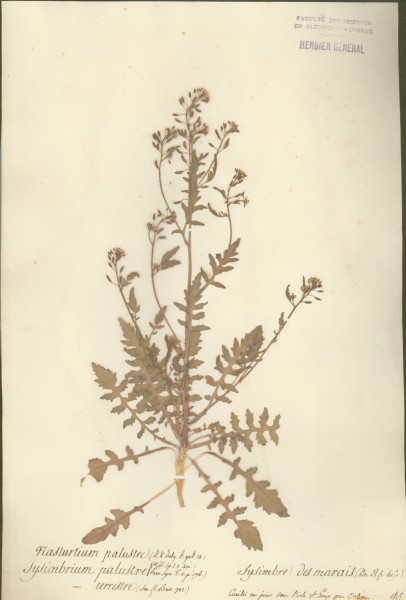 Sysimbrium palustre CLF013147