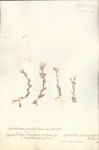 Sysimbrium pinnatifidum CLF014231