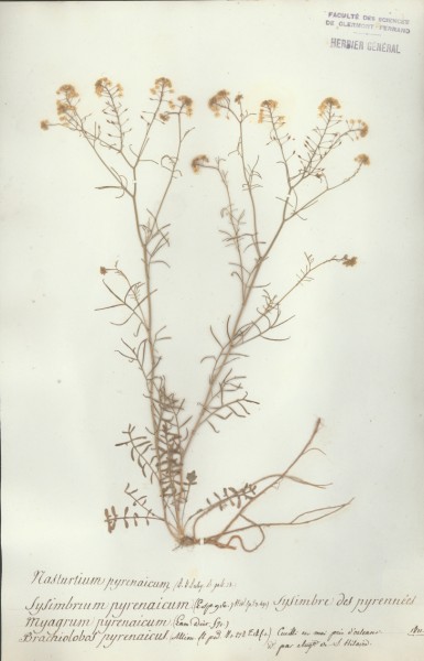 Sysimbrium pyrenaicum CLF013171