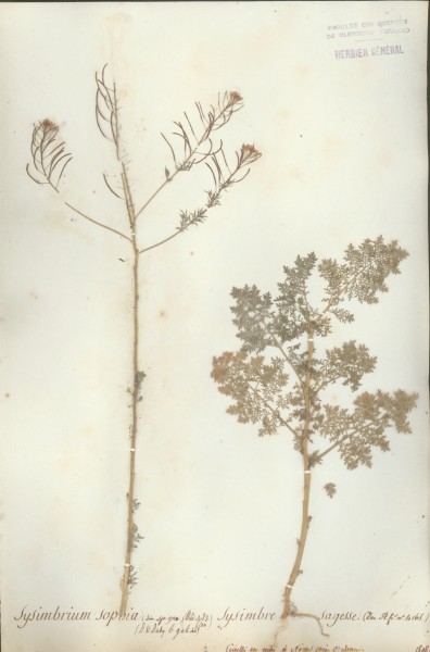 Sysimbrium sophia CLF014250