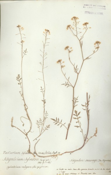 Sysimbrium sylvestre CLF013185
