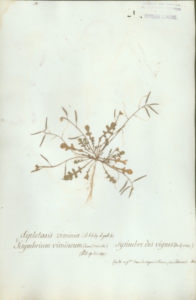 Sysimbrium vimineum CLF014584