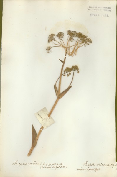 Thapsia villosa CLF042729
