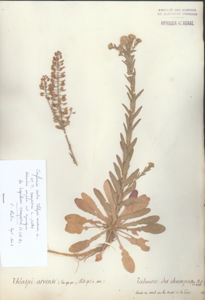 Thlaspi arvense CLF014744