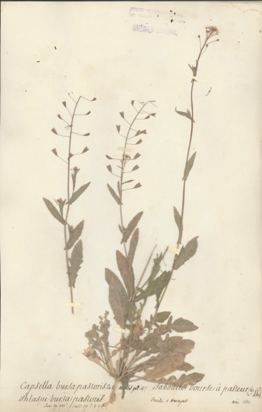 Thlaspi bursapastoris CLF014657