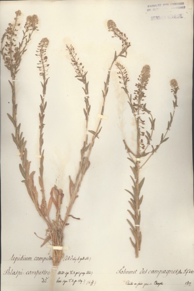 Thlaspi campestre CLF014745