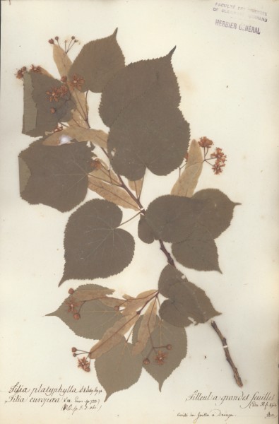 Tilia platyphylla CLF021141