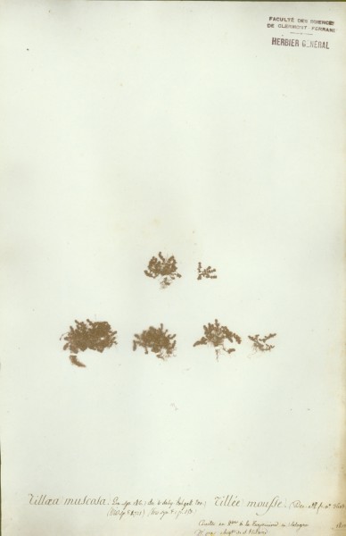 Tillaea muscosa CLF035515