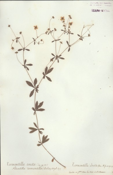 Tormentilla erecta
