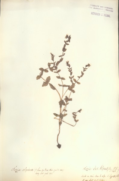 Tozzia alpina CLF072436