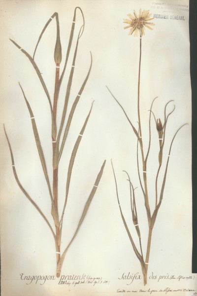 Tragopogon pratense CLF052912