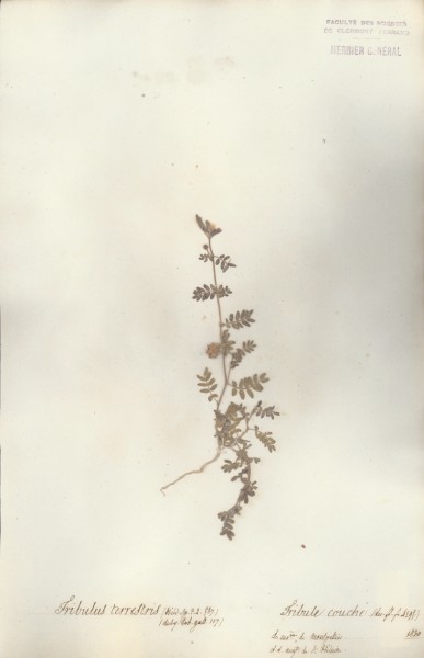 Tribulus terrestris CLF021483