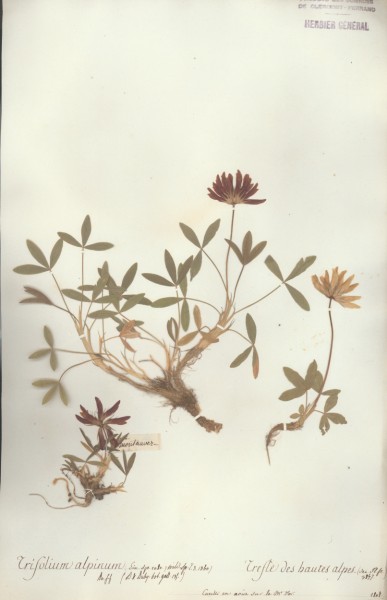 Trifolium alpestre CLF027174