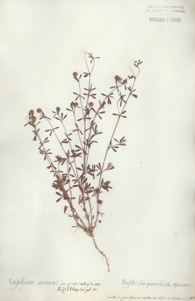 Trifolium arvense CLF027227