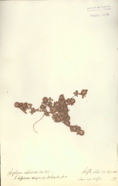 Trifolium ciliosum CLF027294