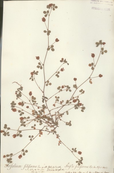 Trifolium filiforme