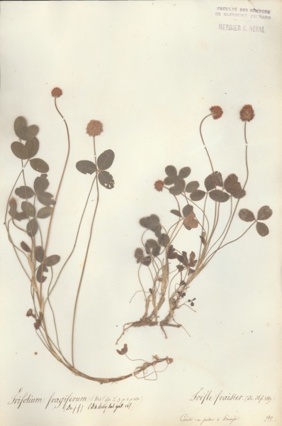 Trifolium fragiferum CLF027323