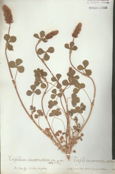 Trifolium incarnatum