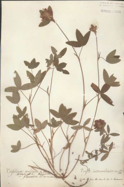 Trifolium medium