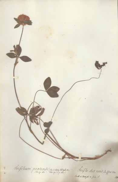 Trifolium pratense CLF027558