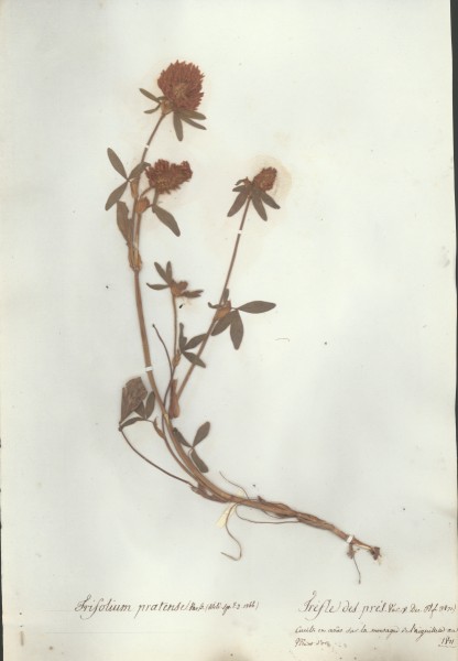 Trifolium pratense CLF027559