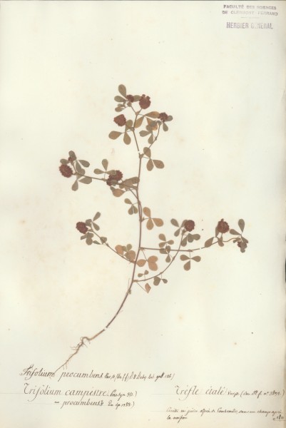 Trifolium procumbensCLF027282
