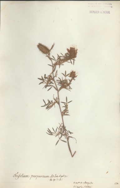 Trifolium purpureum