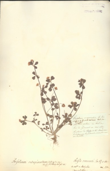 Trifolium resupinatum