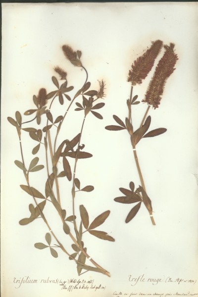 Trifolium rubens