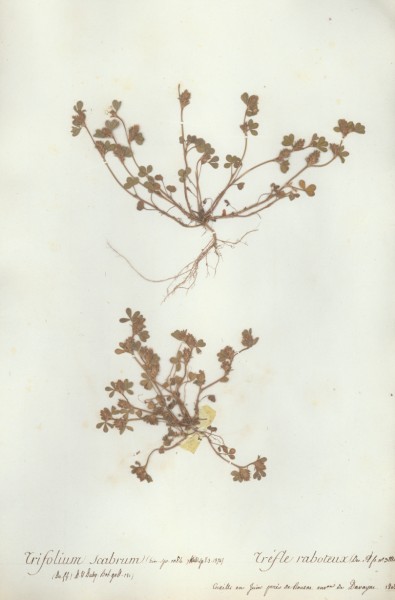 Trifolium scabrum
