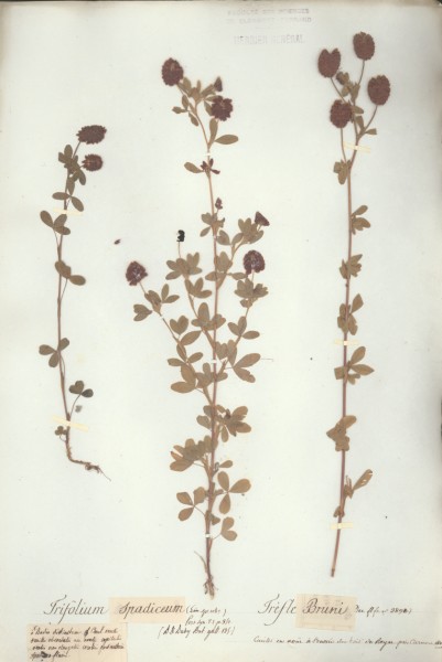 Trifolium spadiceum CLF027642