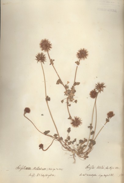 Trifolium stellatum CLF027671