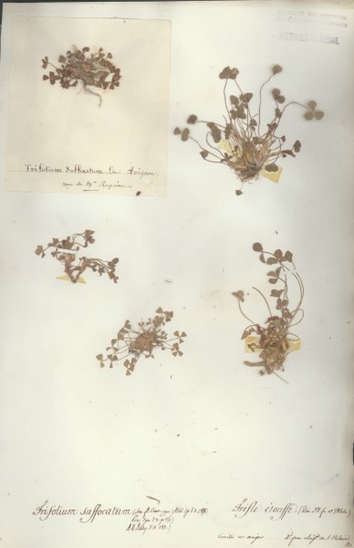 Trifolium suffocatum CLF027713 CLF027714