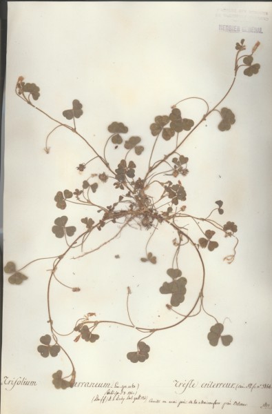 Trifolium terraneum CLF027707