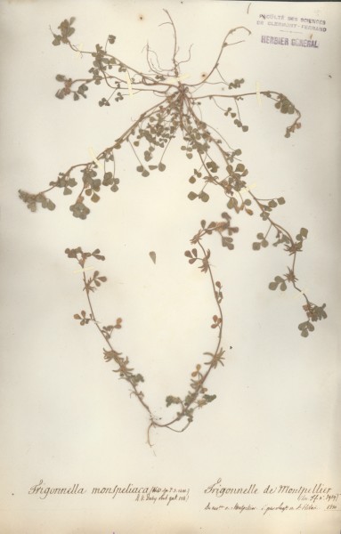 Trigonella monspeliaca CLF026712