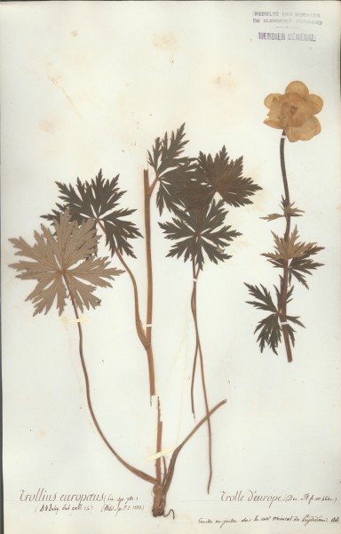 Trollius europaeus CLF007245