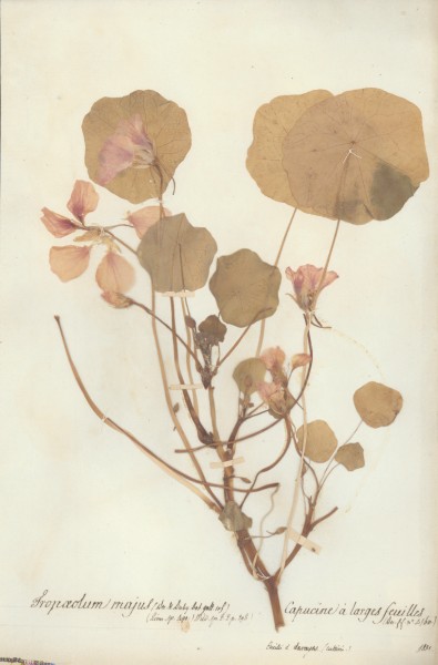 Tropaeolum majus CLF023136
