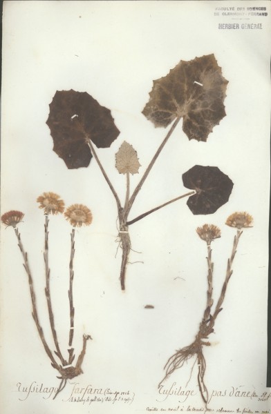 Tussilago farfara CLF048409