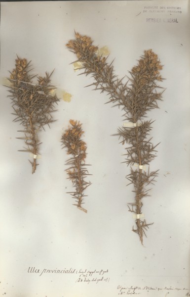 Ulex provincialis CLF 024560
