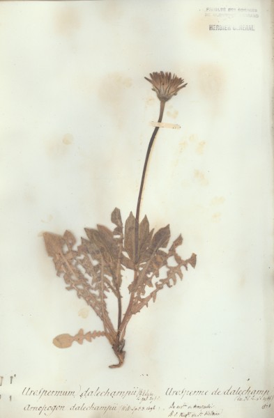 Urospermum dalechampii CLF052923