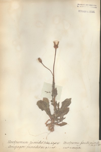 Urospermum picroides CLF052933