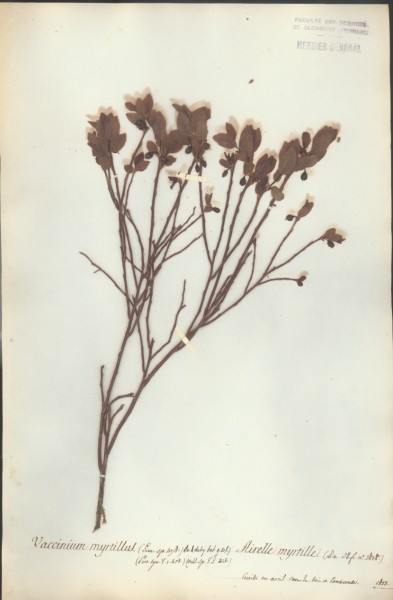 Vaccinium myrtillus CLF053433