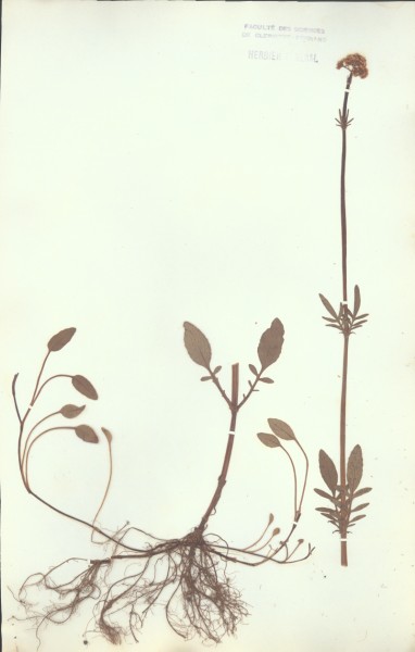 Valeriana  dioica
