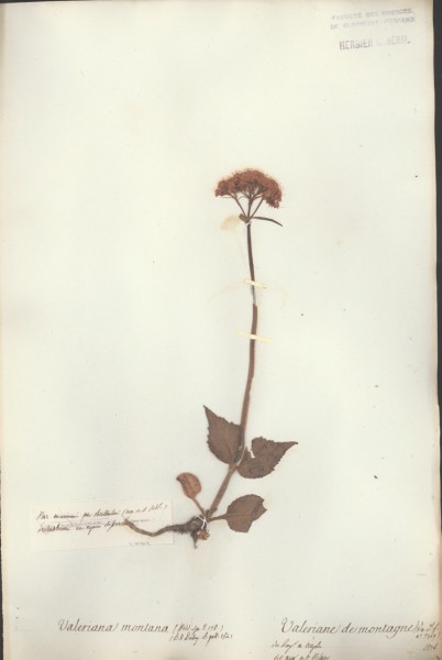 Valeriana  montana